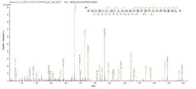 Based on the SEQUEST from database of Baculovirus host and target protein, the LC-MS/MS Analysis result of this product could indicate that this peptide derived from Baculovirus-expressed Homo sapiens (Human) parvovirus B19 (isolate AU) GSPT1.