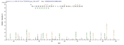 Based on the SEQUEST from database of Baculovirus host and target protein, the LC-MS/MS Analysis result of this product could indicate that this peptide derived from Baculovirus-expressed Homo sapiens (Human) parvovirus B19 (isolate AU) GSPT1.