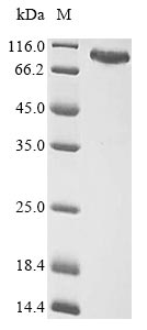 Greater than 85% as determined by SDS-PAGE.