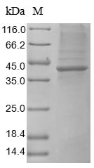 Greater than 85% as determined by SDS-PAGE.