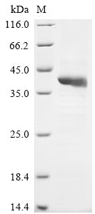 Greater than 85% as determined by SDS-PAGE.