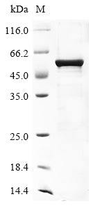 Greater than 85% as determined by SDS-PAGE.