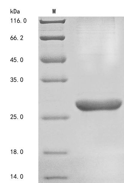 Greater than 85% as determined by SDS-PAGE.