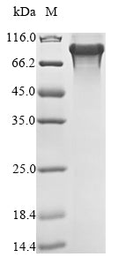 Greater than 85% as determined by SDS-PAGE.