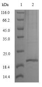 Greater than 85% as determined by SDS-PAGE.