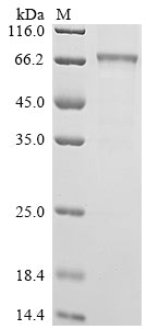 Greater than 85% as determined by SDS-PAGE.