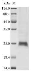 Greater than 85% as determined by SDS-PAGE.