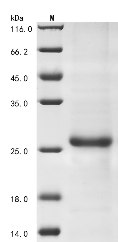 Greater than 85% as determined by SDS-PAGE.