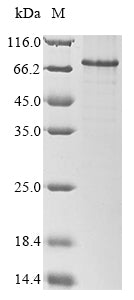 Greater than 85% as determined by SDS-PAGE.