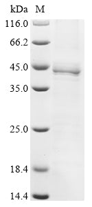 Greater than 85% as determined by SDS-PAGE.