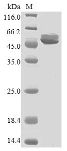 Greater than 85% as determined by SDS-PAGE.