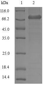 Greater than 85% as determined by SDS-PAGE.