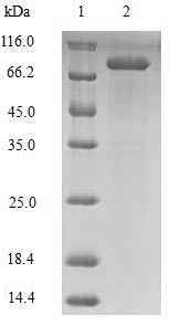 Greater than 85% as determined by SDS-PAGE.