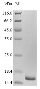 Greater than 85% as determined by SDS-PAGE.