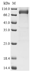 Greater than 90% as determined by SDS-PAGE.