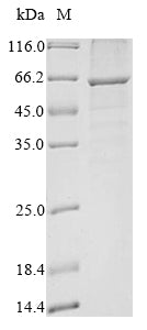 Greater than 85% as determined by SDS-PAGE.