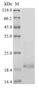 Greater than 85% as determined by SDS-PAGE.