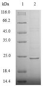 Greater than 85% as determined by SDS-PAGE.