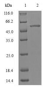 Greater than 85% as determined by SDS-PAGE.