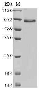 Greater than 85% as determined by SDS-PAGE.