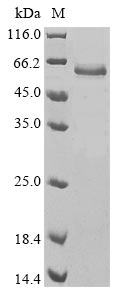 Greater than 85% as determined by SDS-PAGE.