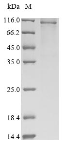 Greater than 85% as determined by SDS-PAGE.