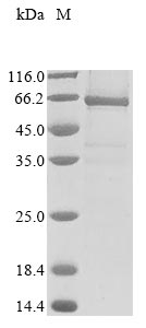 Greater than 85% as determined by SDS-PAGE.