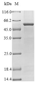 Greater than 85% as determined by SDS-PAGE.