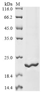 Greater than 85% as determined by SDS-PAGE.