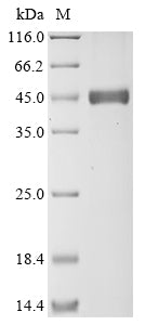 Greater than 90% as determined by SDS-PAGE.