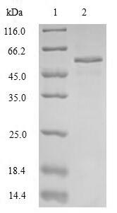 Greater than 85% as determined by SDS-PAGE.