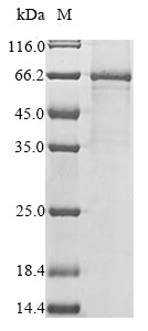 Greater than 85% as determined by SDS-PAGE.