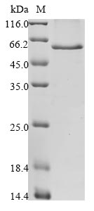 Greater than 85% as determined by SDS-PAGE.