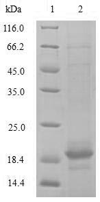 Greater than 85% as determined by SDS-PAGE.