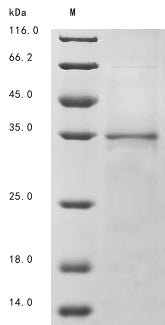 Greater than 85% as determined by SDS-PAGE.