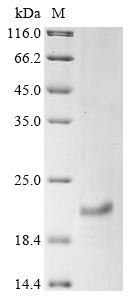 Greater than 85% as determined by SDS-PAGE.