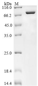 Greater than 90% as determined by SDS-PAGE.