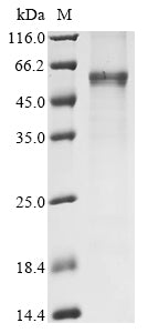 Greater than 85% as determined by SDS-PAGE.