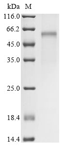 Greater than 85% as determined by SDS-PAGE.