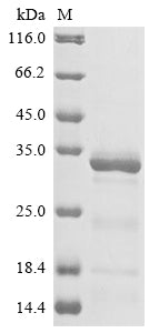 Greater than 85% as determined by SDS-PAGE.