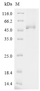 Greater than 90% as determined by SDS-PAGE.