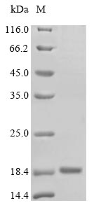 Greater than 85% as determined by SDS-PAGE.