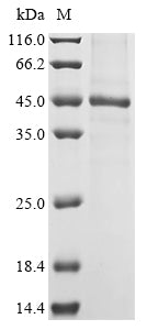 Greater than 85% as determined by SDS-PAGE.