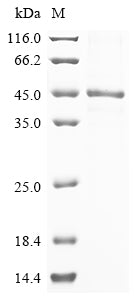 Greater than 85% as determined by SDS-PAGE.