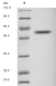 Greater than 85% as determined by SDS-PAGE.