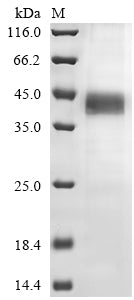 Greater than 85% as determined by SDS-PAGE.