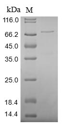 Greater than 85% as determined by SDS-PAGE.