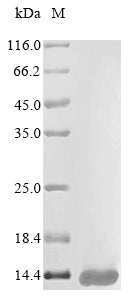 Greater than 85% as determined by SDS-PAGE.