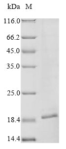 Greater than 85% as determined by SDS-PAGE.