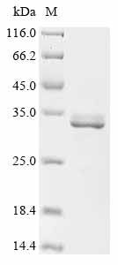 Greater than 90% as determined by SDS-PAGE.